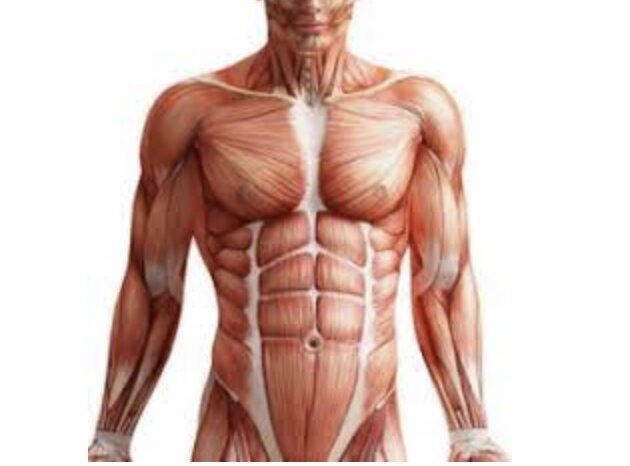 Как сохранить мышцы живота