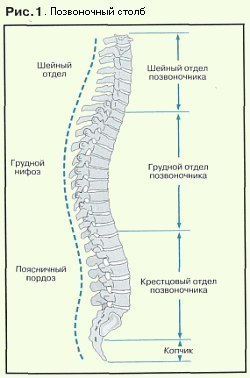 Упражнения для укрепления позвоночника