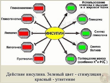 Инсулин. Как управлять этим гормоном для наращивания мышц и сжигания жира