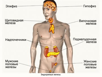 Спорт и эндокринная система