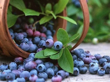 Полезные и лечебные свойства черники