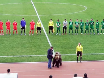 Видео с медведем: косолапый открыл футбольный матч в Пятигорске
