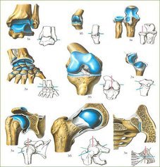 Все, что нужно знать о суставах