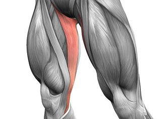 Тонкая мышца бедра: анатомия, точки напряжения, снятие боли